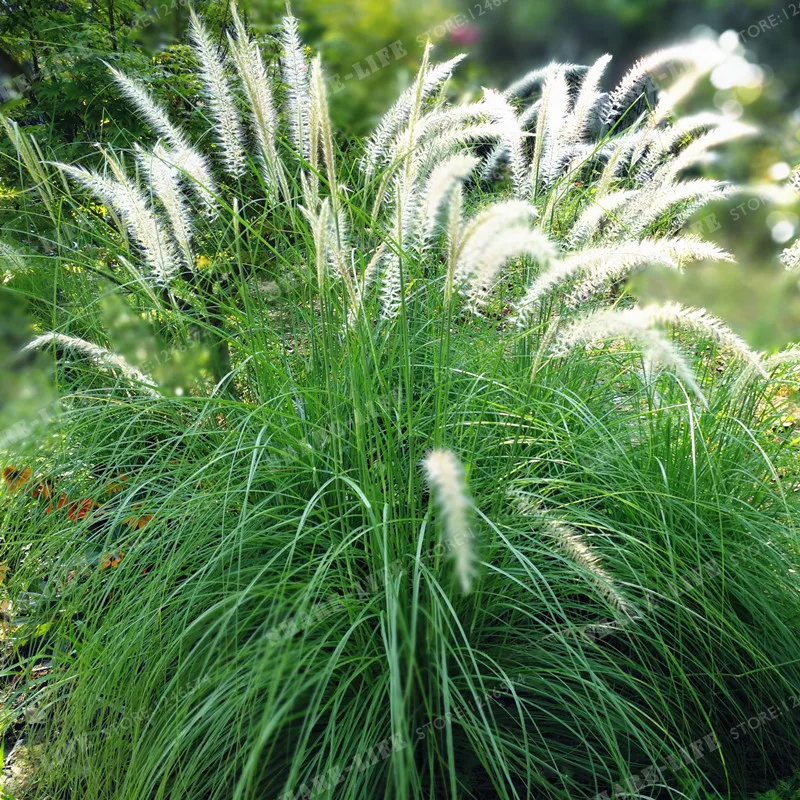 100 шт./пакет Pennisetum Alopecuroides травы домашний сад бонсай декоративные растения натуральная многолетние фиолетовый фонтан трава