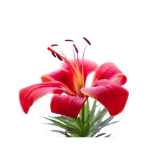 Цветок помада