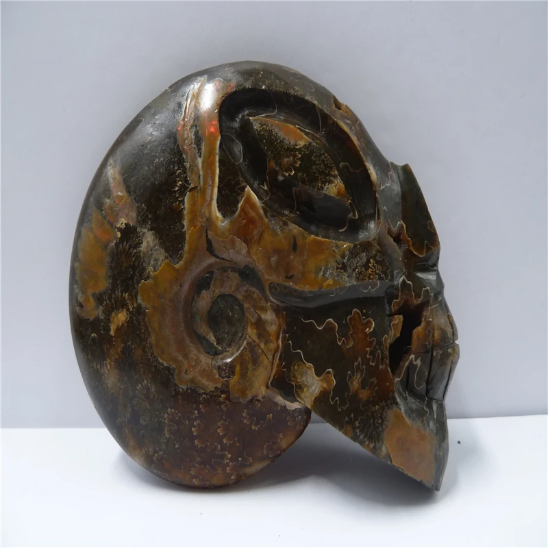 

NATURAL Conch fossil Crystal carved skull HEALING T414