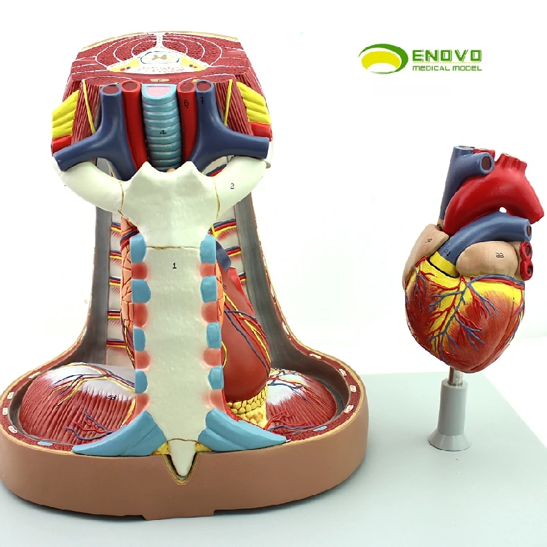 US $193.90 Human Mediastinum model Anatomy Pleural respiration System Thymic heart Mediastinum Thoracic Surgery Model