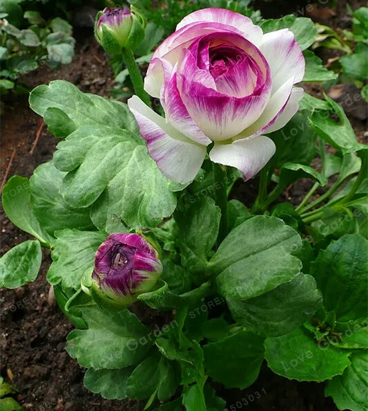2 Bulbs Rare Ranunculus Asiaticus Flower Bulbs Flower Bulbs Symbolizes Love.Flower Garden Plants