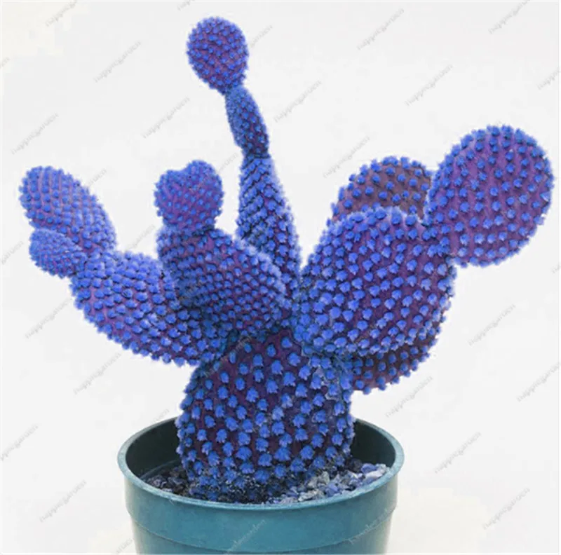

500 Pcs Rare Mixed Cactus Plants Raw Stone Lithops Of Cactus plants Organic Garden Succulent Bonsai Balcony Flower Planting