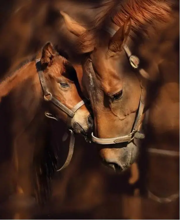 

Diamond embroidery animal, 5D diamond cross stitch resin full diamond sets unfinished decorative, Diy Diamond painting horse