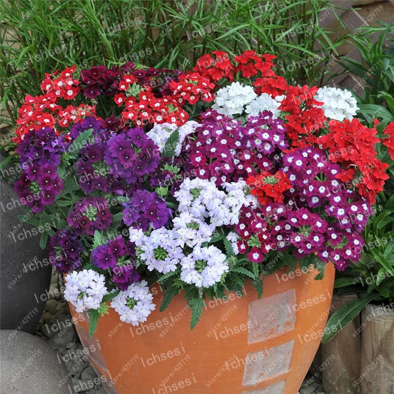 

100pcs/Multiple color choices Verbena bonsai perennial verbena hybrida garden Hydrangea Verbena balcony ornamental flowers