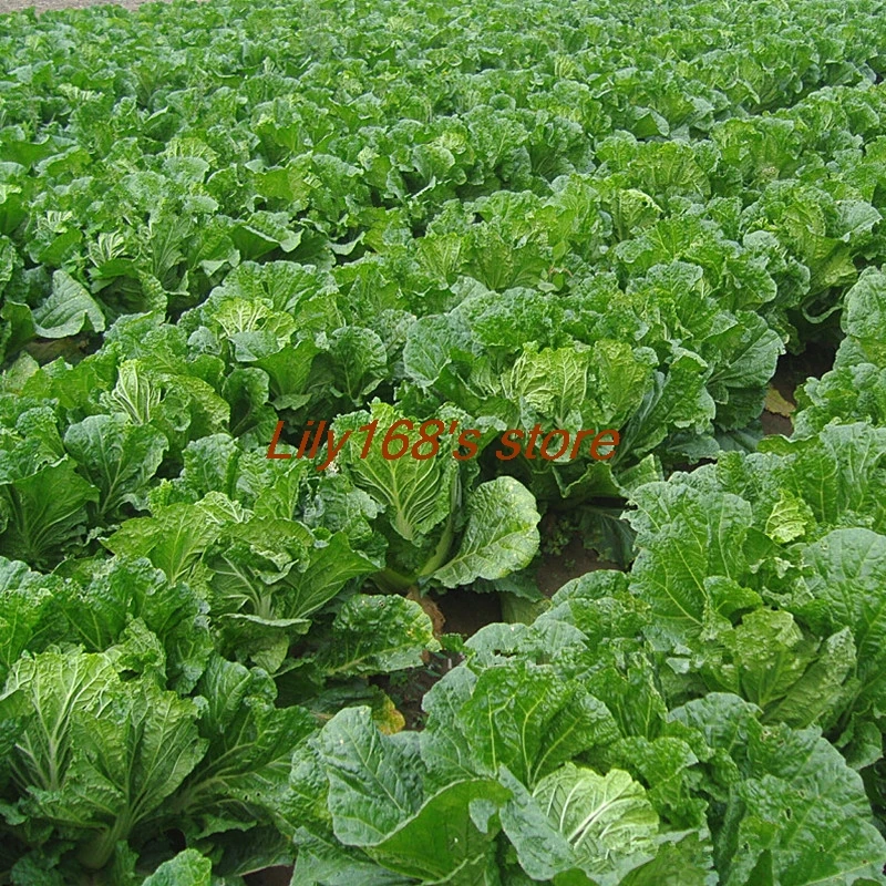 50 г/упак. китайская капуста бонсай Brassica Pekinensis бонсай питательный зеленые овощи Бонсай