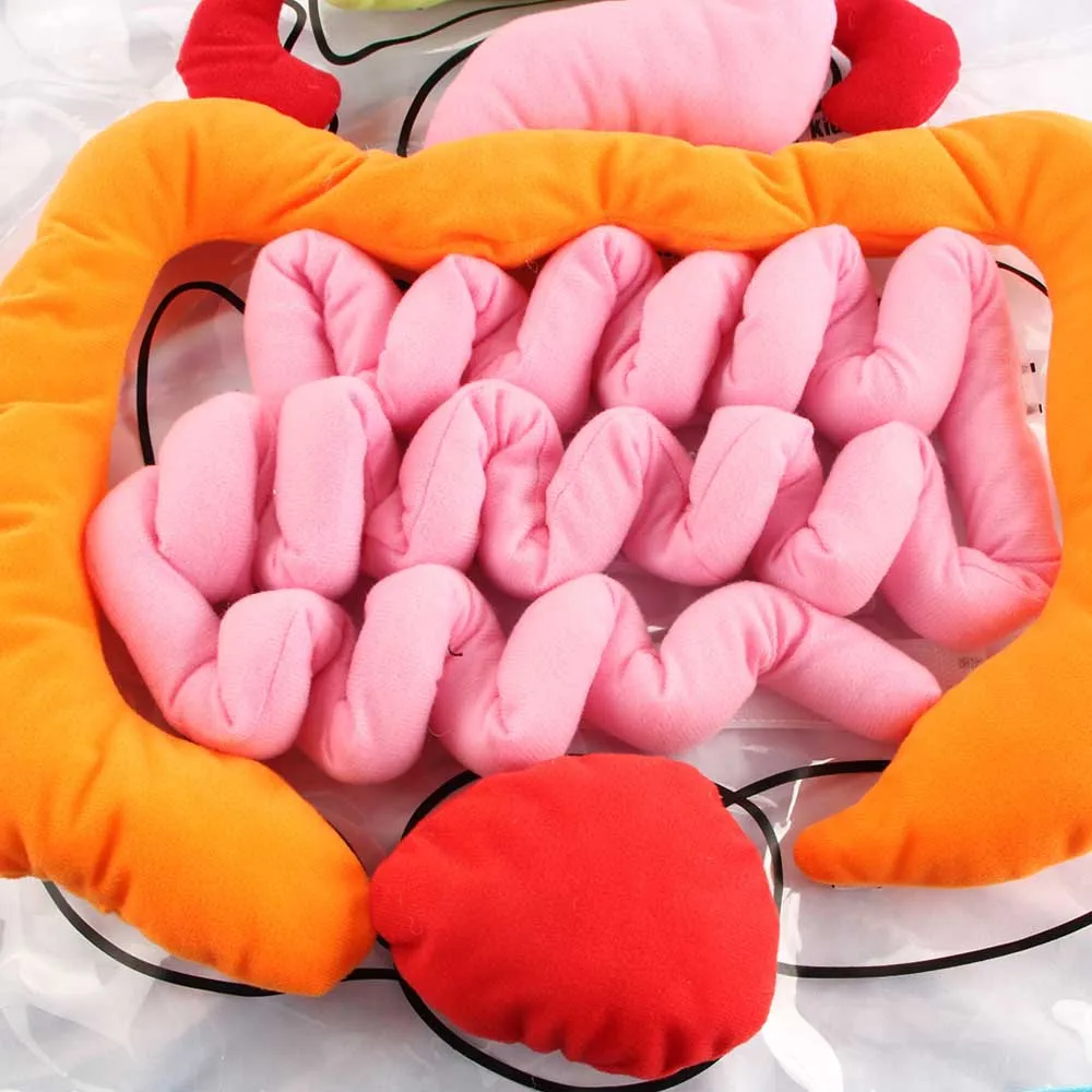  Early Educational Toy 3D Body Organ Plush Toy With Apron Viscera Teaching Utensil Body Organs Aware - 32998061198