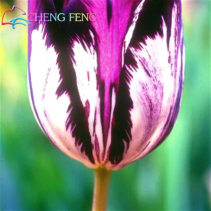 100 Bonsai Flower Purple Tulip Seeds Potted Indoor and Outdoor Flowering