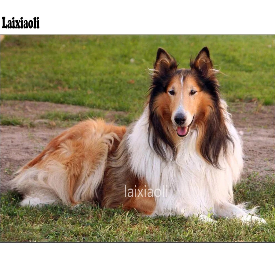 

Collie Diamond Embroidery cute pet Dogs full square round Rhinestones Handcraft Diamond Mosaic Beadwork Painting Cross-Stitch