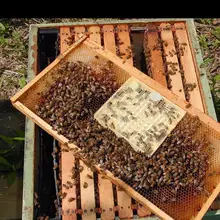 Хит 131 шт пластиковая королевская система для выращивания, коробка для сотовых чашек, ловушка для пчел, оборудование для пчеловодства