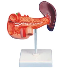 Жизнь размер 1:1 поджелудочная креа селезеный желчный пузырь, печень, Duodenum, человеческое тело, анатомический медицинский образец, обучение медицине