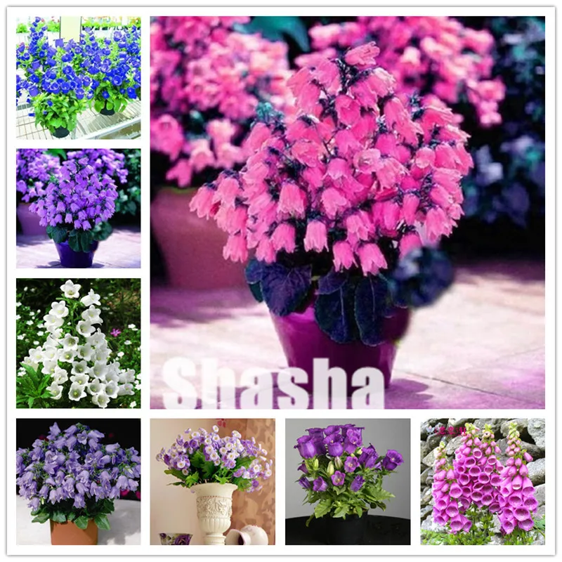 

200 pcs/bag Rare Campanula bonsai,Campanula Chile Rosea,flower Campanula,Chilean Bellflower,Evergreen,plant for home garden