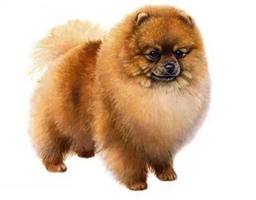 Pomeranian