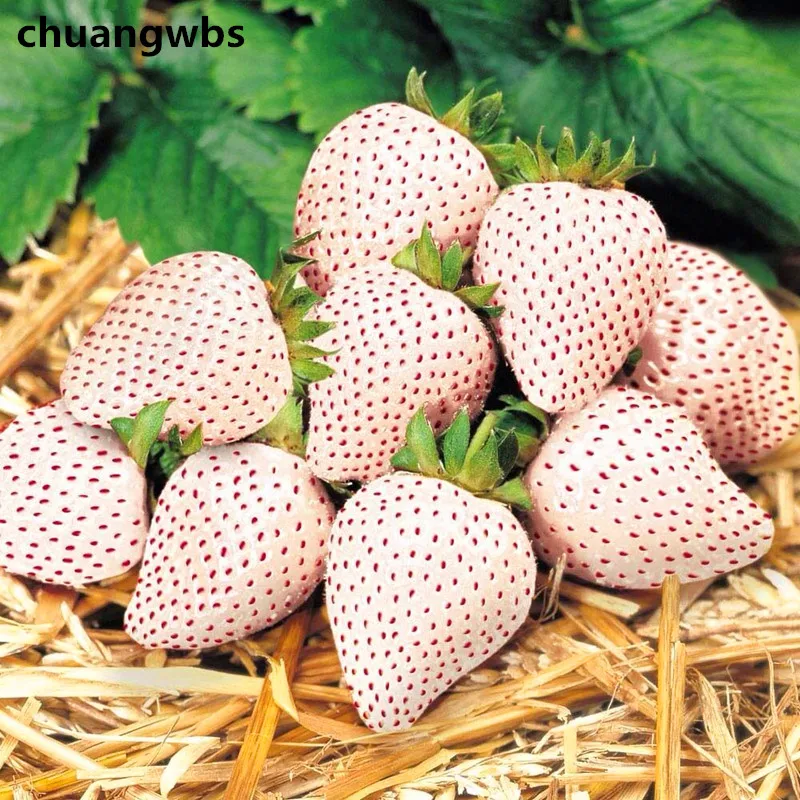 

300pcs White Strawberry rare Fragaria Vesca Fruit,Fresh Exotic for Home Garden plants