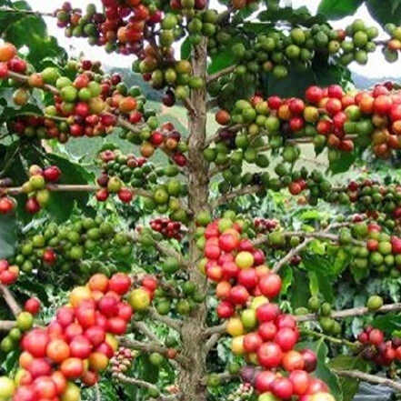 Coffee Tree Coffee Tree