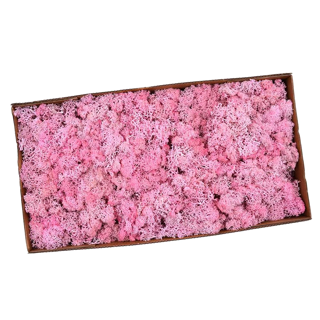 Natural Norwegian Reindeer Moss Preserved Dried Crafts Flower Stamen DIY Micro Landscape Decoration Wedding Party Supply 