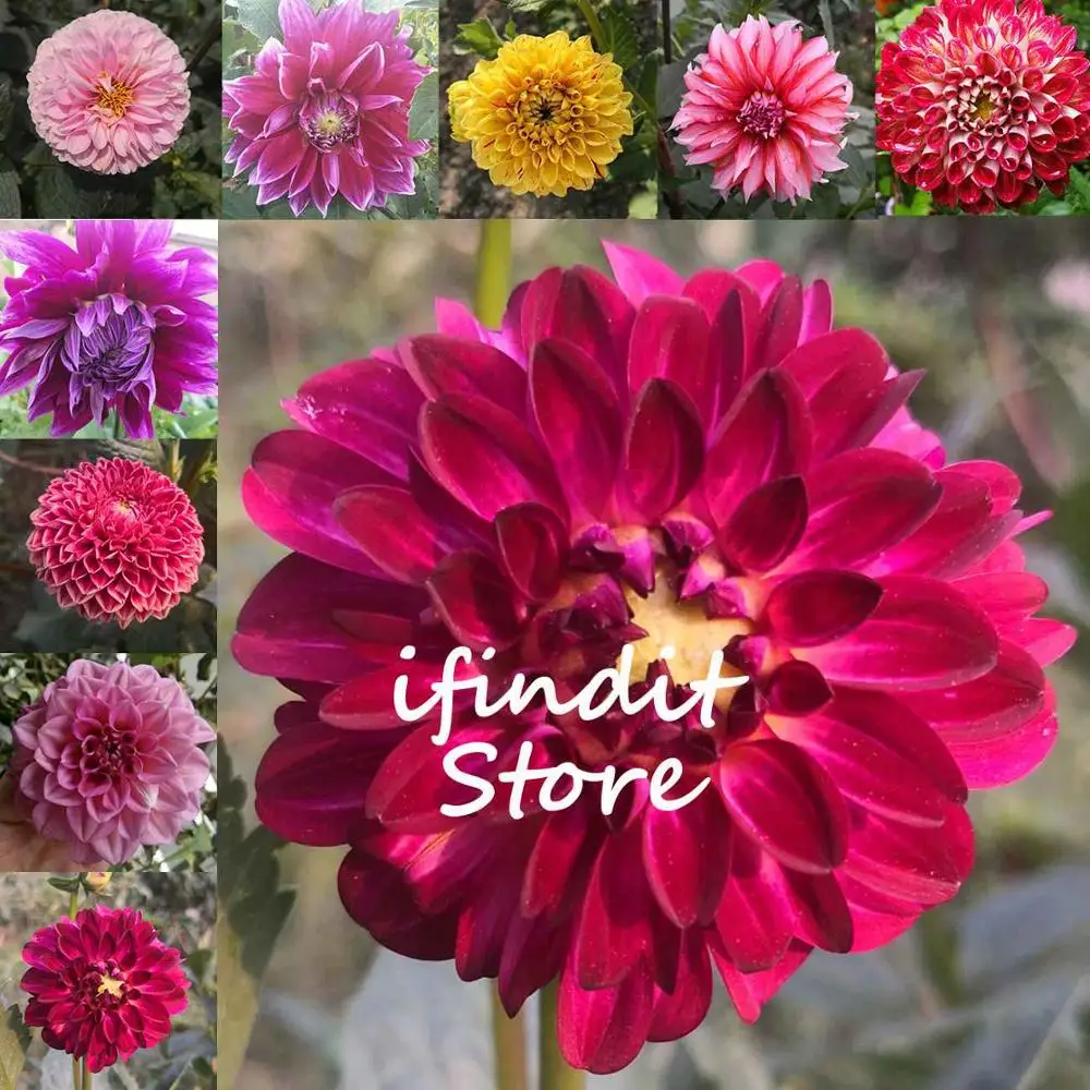 

50pcs Multi-color dahlia Bonsai dahlia flower planta Outdoor Tree Japanese Perennial Bonsai Flower for home garden plant potted