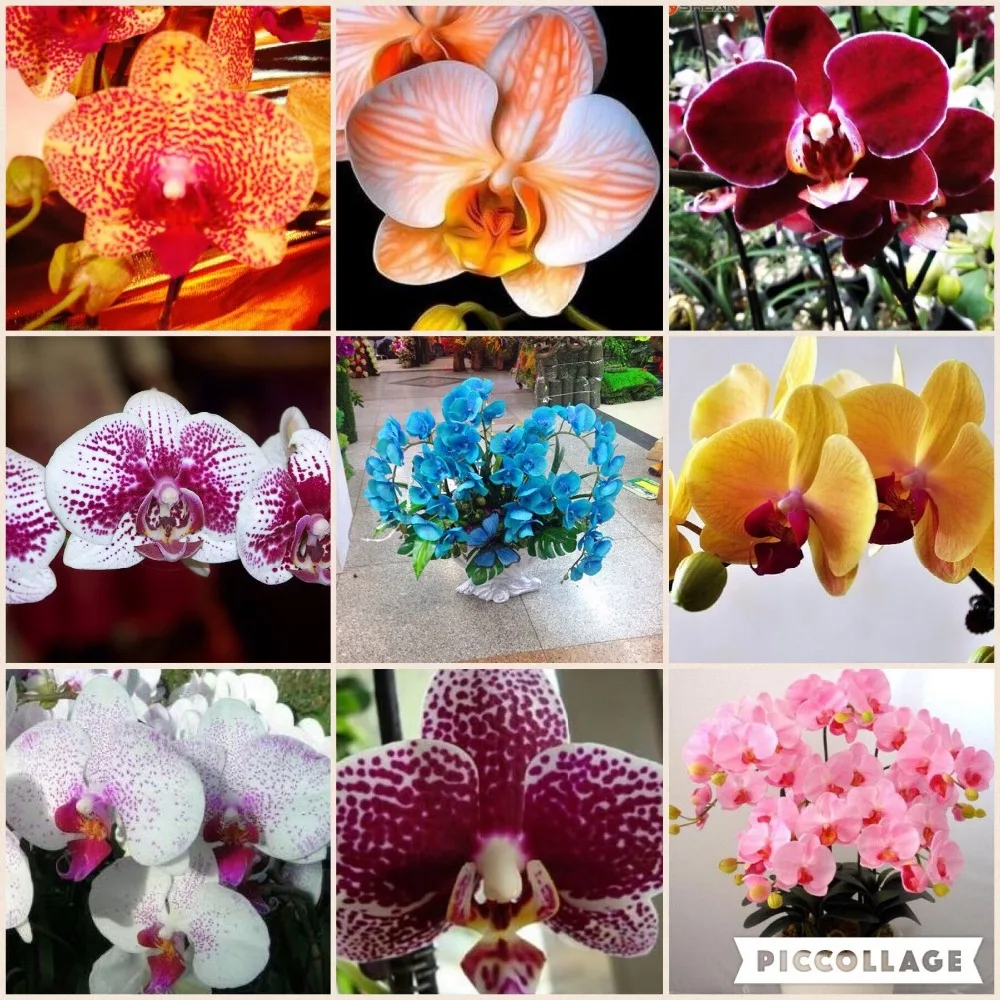 FLOWER seeds for home garden Phalaenopsis orchid seeds buy-direct-from-china orquidea semente 30PCS orchid-seed f96