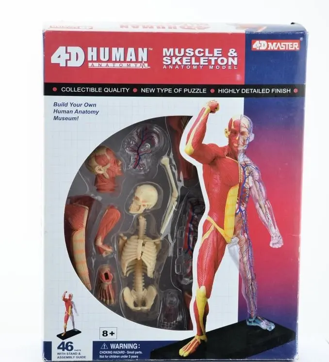 

4D Human body tissue model - muscle and nerve skeleton assembly biological teaching equipment