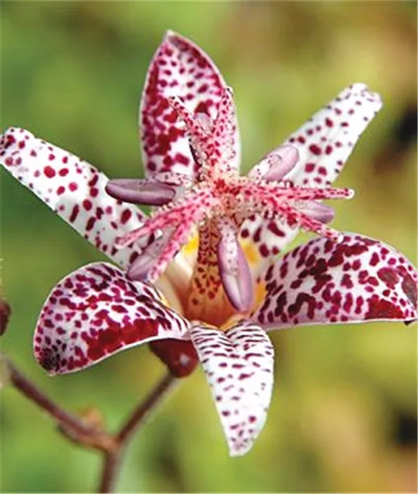 1000 Pc Strange Toad Lily Flower Petal Seedsplant Rare Lilium Fragrant Balcony Garden Spots Flowers Potted Plant bonsai Plantas 1000 Pc Strange Toad Lily Flower Petal Seedsplant Rare Lilium Fragrant Balcony Garden Spots Flowers Potted Plant bonsai Plantas