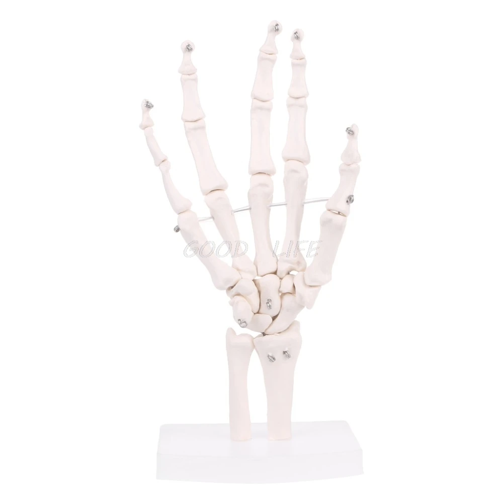 

Hand Joint Anatomical Skeleton Model Human Medical Anatomy Study Tool Life Size
