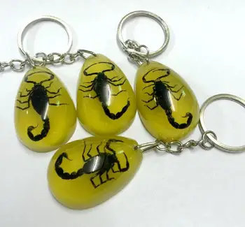 

Free Shipping 10 keychain real black scorpion specimen drop design biker jewelry