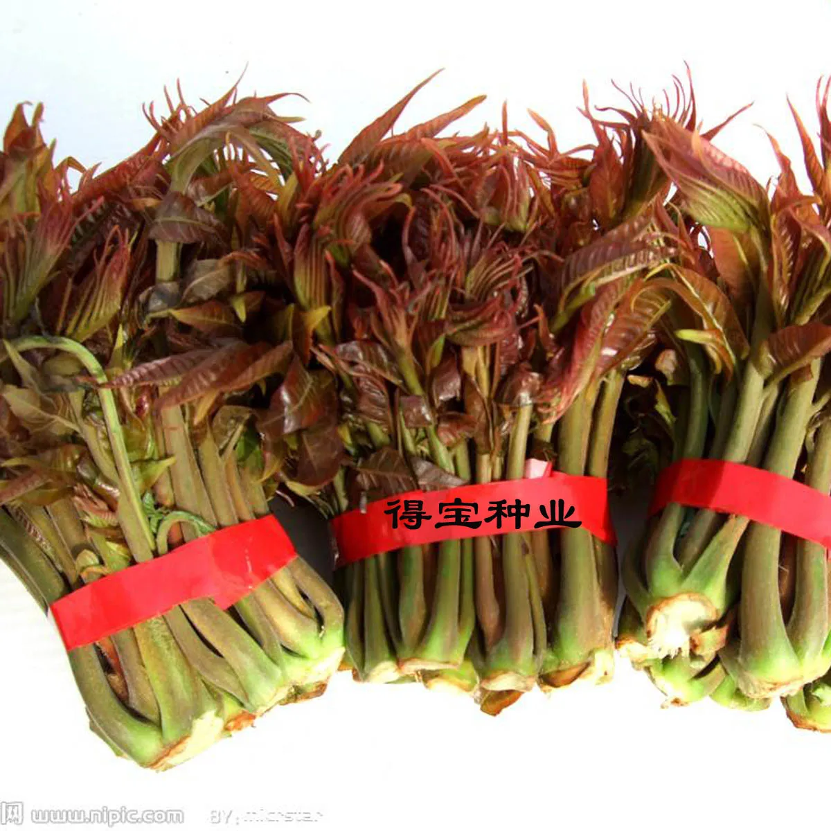

Balcony Hot Tree Vegetables Toon bonsai Oil Garden Potted 4 Seasons Easy To bonsai Fast - Growing 100pcs
