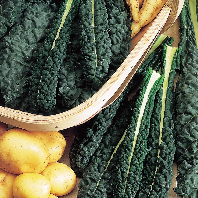 Dinosaur Kale Seeds 280pcs - Best Seeds Online | Free Shipping