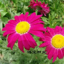 Gardenblooming Plants Virgo Annual bonsai Pyrethrum Potted Natural Insect Repellent Grass Mixed Color 100pcs