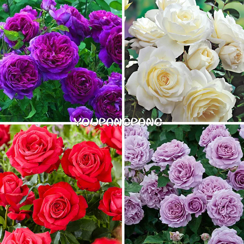 Семена Роз Купить Многолетние