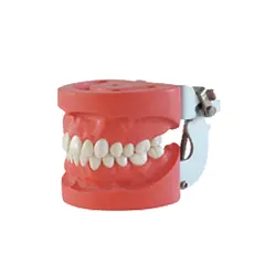 1 шт. зубные съемный Стандартный модель с 28 зубы артикулятор fe из Жесткой Резины Винт фиксированной с помощью в образование легко для зубные