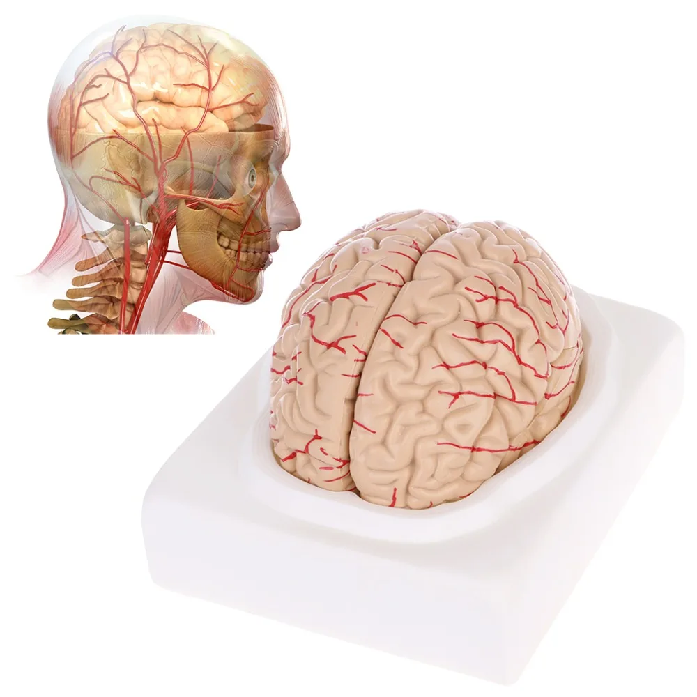 Разобранный анатомический мозг Модель Анатомия медицинский обучающий инструмент