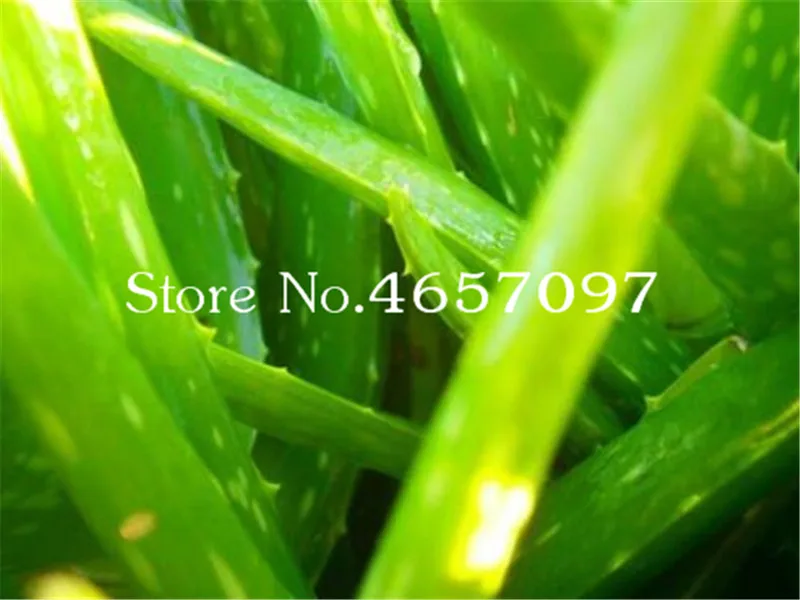 Sale 200 Pcs Green Aloe Vera Plants Edible Beauty Edible Cosmetic Vegetables And Fruit Bonsai Herb Tree Plants For Home & Garden