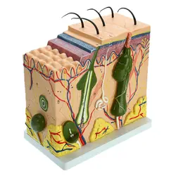 50 раз человеческая кожа и структура волос увеличить модель кожи слой структура модель человека анатомическая модель скелета 24x23x11 см