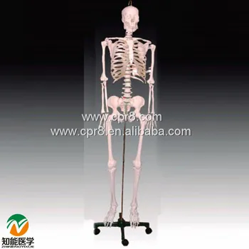 

BIX-A1001 Human Skeleton Model(180cm) W016