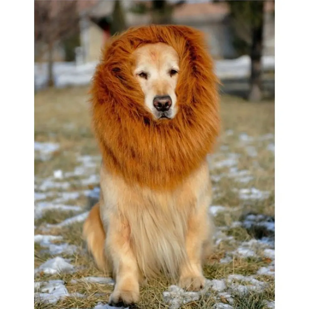 Large Dog Breed Looks Like Lion Large Dog Breed Looks Like Lion