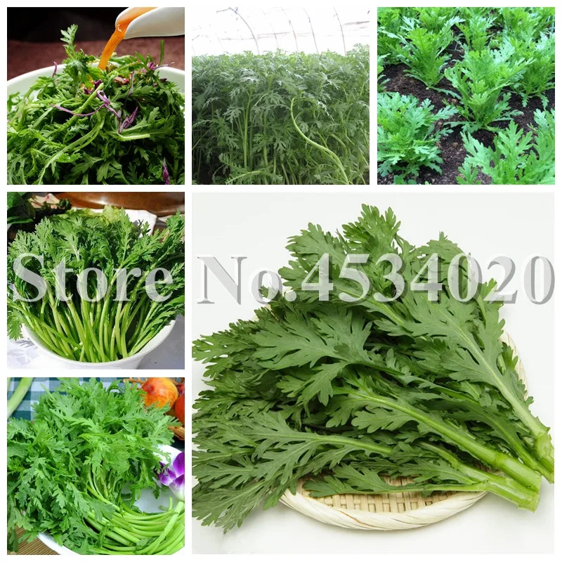 

200 Pcs Mugwort Bonsai Plants Artemisia Argyi Annual Green Orangic Vegetables Potted for Home Garden Supplies