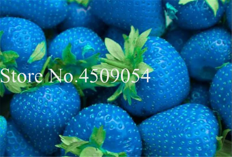 Bonsai 200 pcs Japanese Blue Strawberry Berry Sweet Fruit Indoor Outdoor Plant Strawberry Garden Multi-Color To Choose