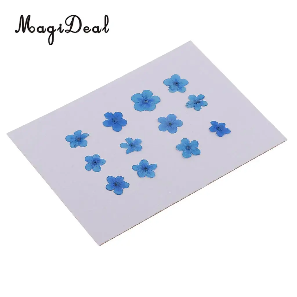 12 Pieces Forget-Me-Not Real Dried Flower Embellishment for Resin Casting Phone Case Nail Art Decoration Blue White