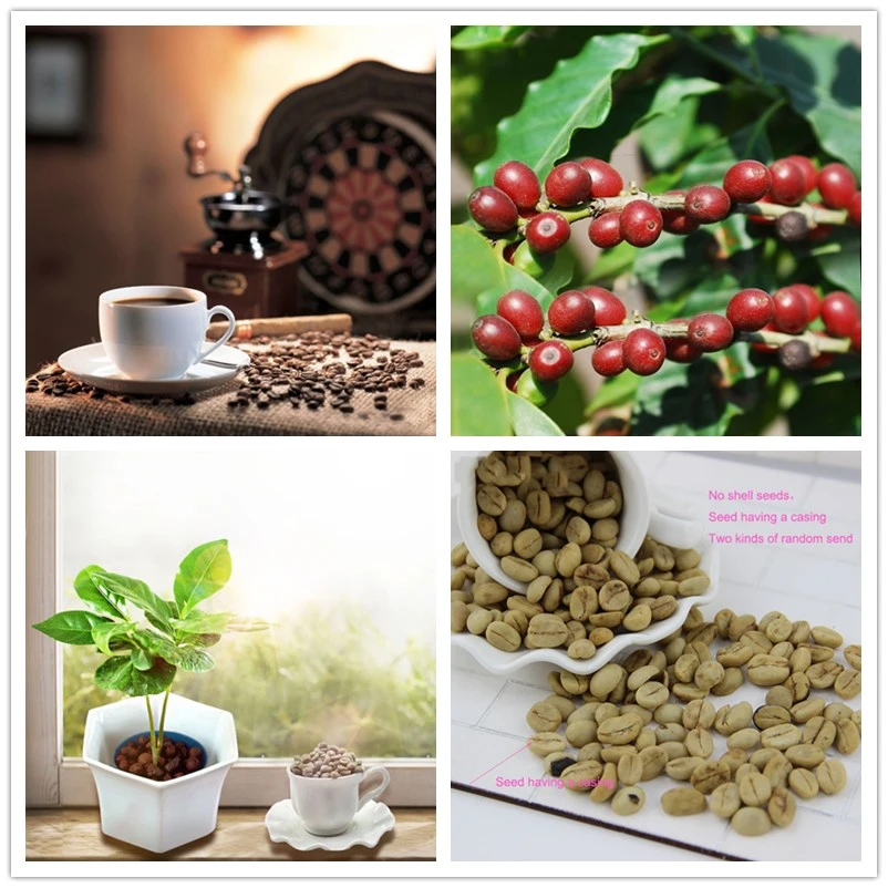 A Pack 20 Pcs Coffee Bean Balcony Bonsai Tree vegetables Plant Coffee Cherry For Home Garden Two