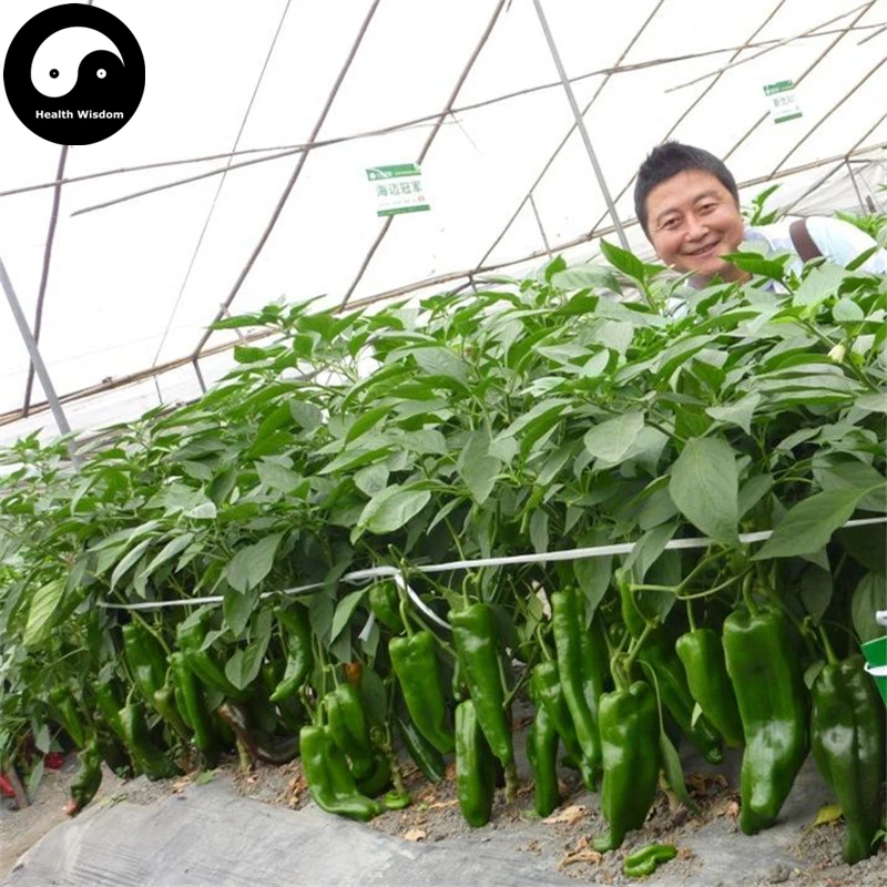 

Buy Green Sweet Pepper Semente 400pcs Plant Cow Bell Pepper Vegetables Capsicum