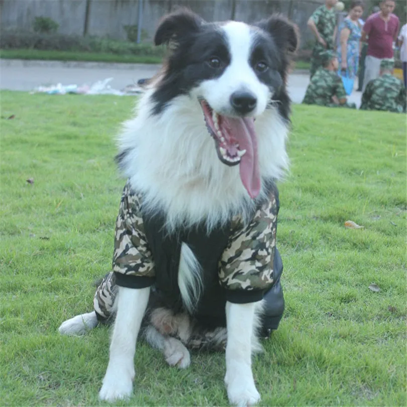 jacket dog winter (3)