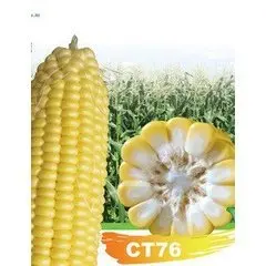 

CT76 Super Sweet Corn bonsai 5pcs organic vegetable bonsais