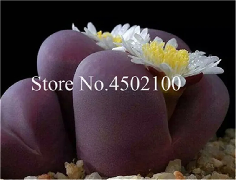 50 Pcs Mixed Lithops Bonsai, Raw Stone Cactus Pseudotruncatella Succulents Stems Tetragonia Potted Flowers Flesh plants 50 Pcs Mixed Lithops Bonsai, Raw Stone Cactus Pseudotruncatella Succulents Stems Tetragonia Potted Flowers Flesh plants