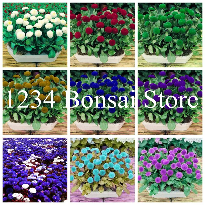 

Gerbera Daisy Bonsai (Gerbera Jamesonii) Mixed color bonsai flower Indoor potted plants for Home Garden Bonsai plant-50 pcs