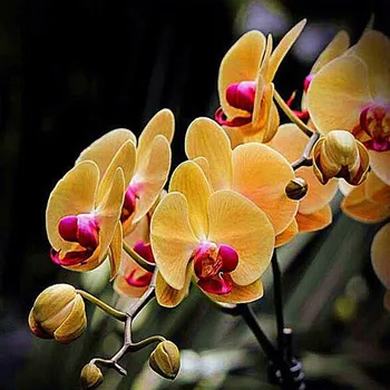 

NEW 5D DIY round Diamond Painting floral Yellow Orchid Crystal Diamond Painting Cross Stitch Needlework Home Decorative