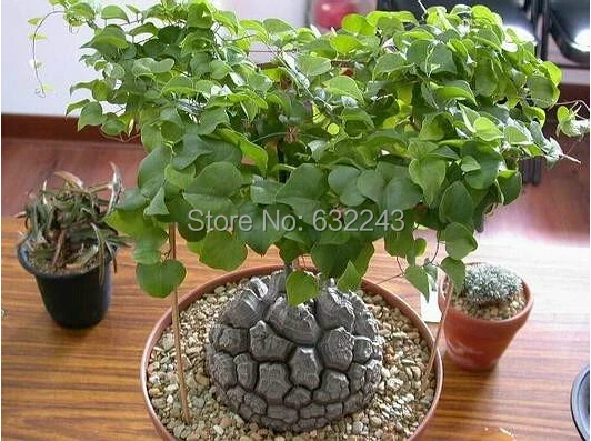 Diy Home Garden Succulent Plant 5 Seeds Elephant S Foot Dioscorea Diy Home Garden Succulent Plant 5 Seeds Elephant S Foot Dioscorea Elephantipes Free Shipping