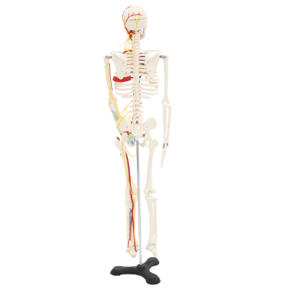 42cm Human Children Body Skeleton Model & 85cm Skeleton Bone Model with Heart Vessel School Anatomical Models Teaching Aids