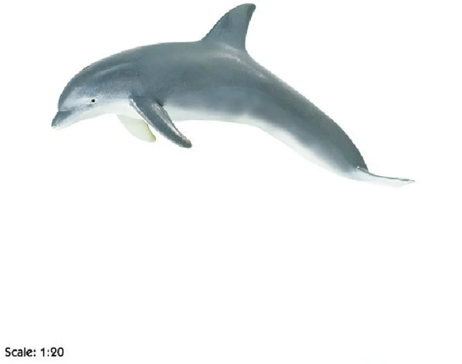 Dolphin Model Toy Marine Biology Model Toy Teaching Model Action