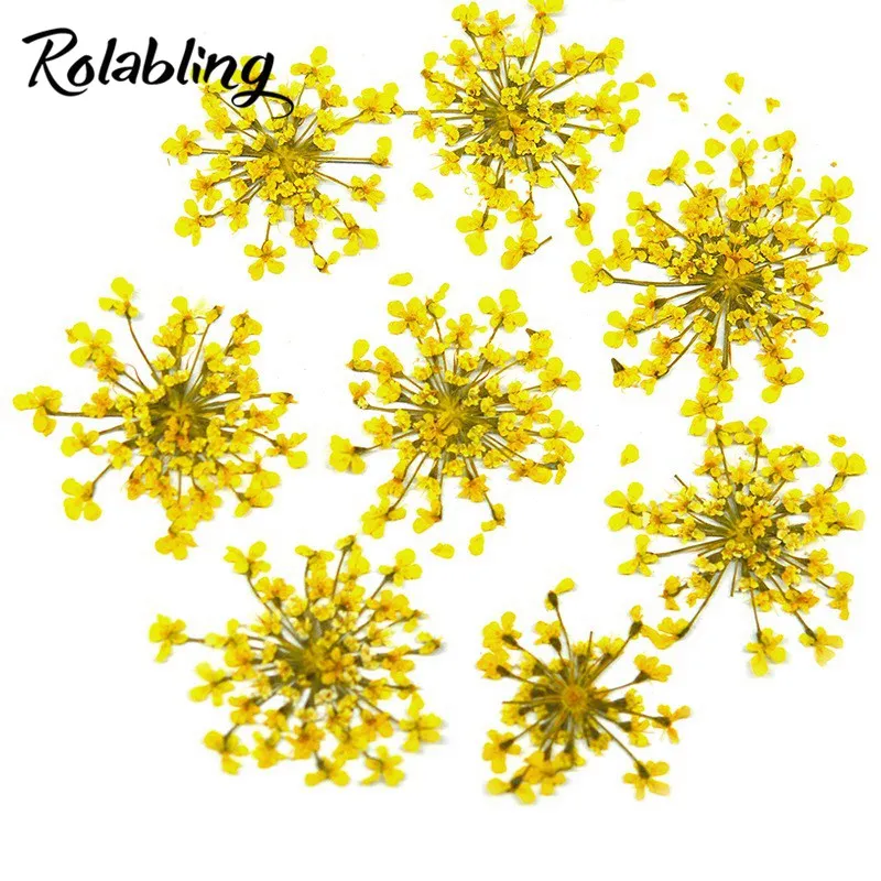 Download Rolabling 6 Designs Star Cluster Flower Dried Flowers DIY ...