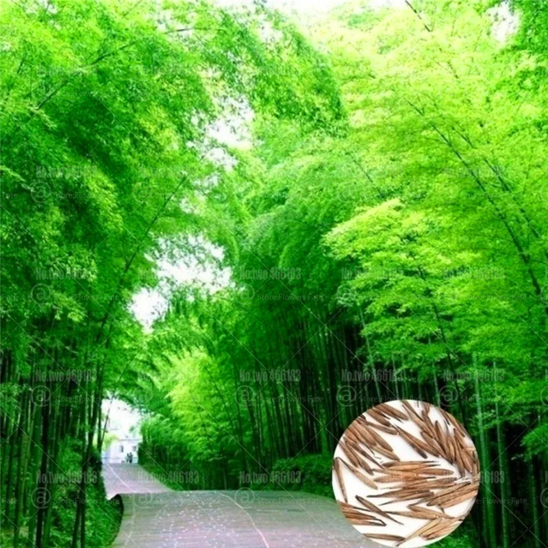 

40pcs Chinese bamboo bonsai Arrow Bamboo Bambusoideae perennial evergreen plant for home garden decoration potted plants